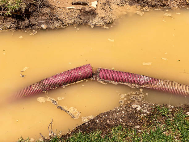 Best Mold removal after water damage  in Iowa Falls, IA